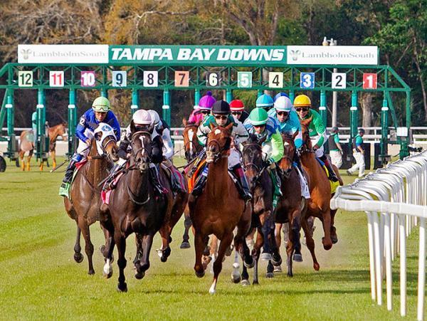 Tampa Bay Downs Turf: Its All About the Green in Oldsmar