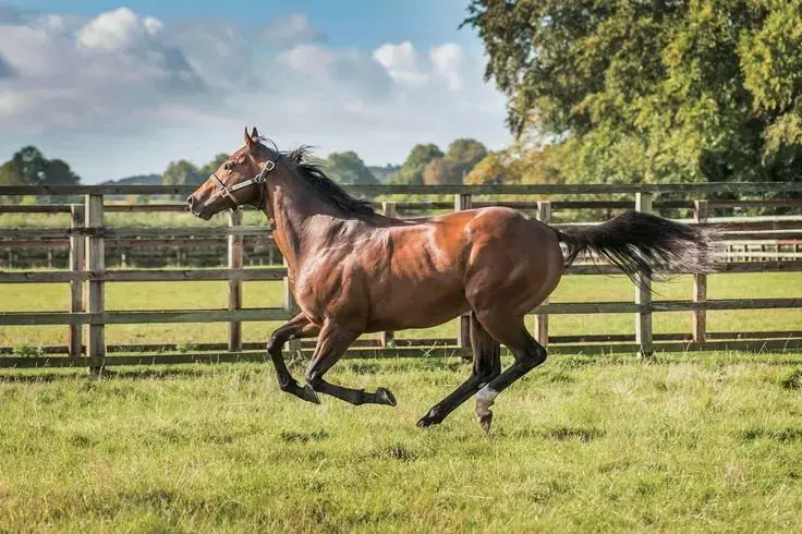 Horse Racing 3 Stars of the Week: Honoring a Legend