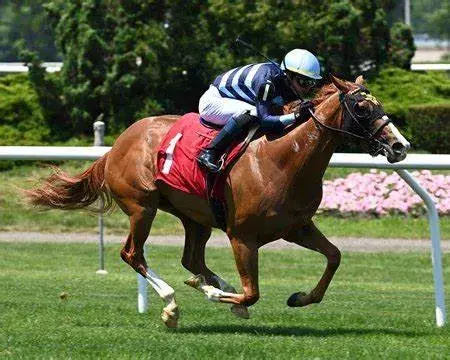 Aqueduct Friday: Glen Cove Stakes Analsysis, Selections