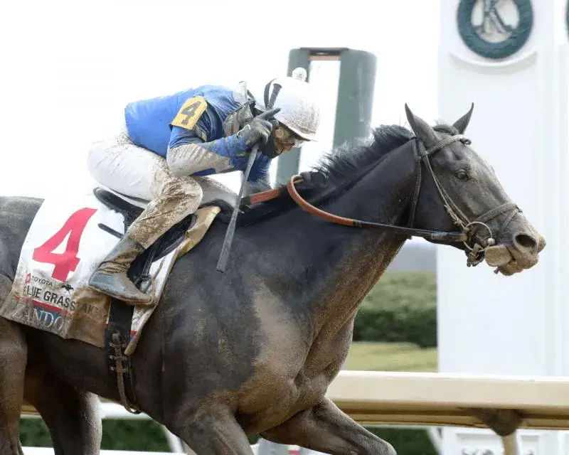 Loaded Aqueduct Saturday: 4 Stakes Include Go For Wand, Cigar Mile