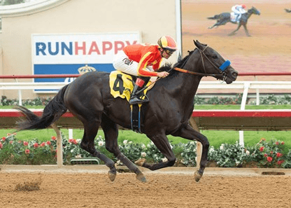 Santa Anita Park Sunday: Santa Ynez, Sham Analysis cover