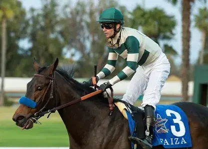 Pimlico Friday: Black-Eyed Susan Full Card Analysis