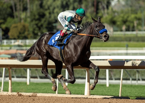 Santa Anita Saturday: Stakes Duo Analysis, Selections