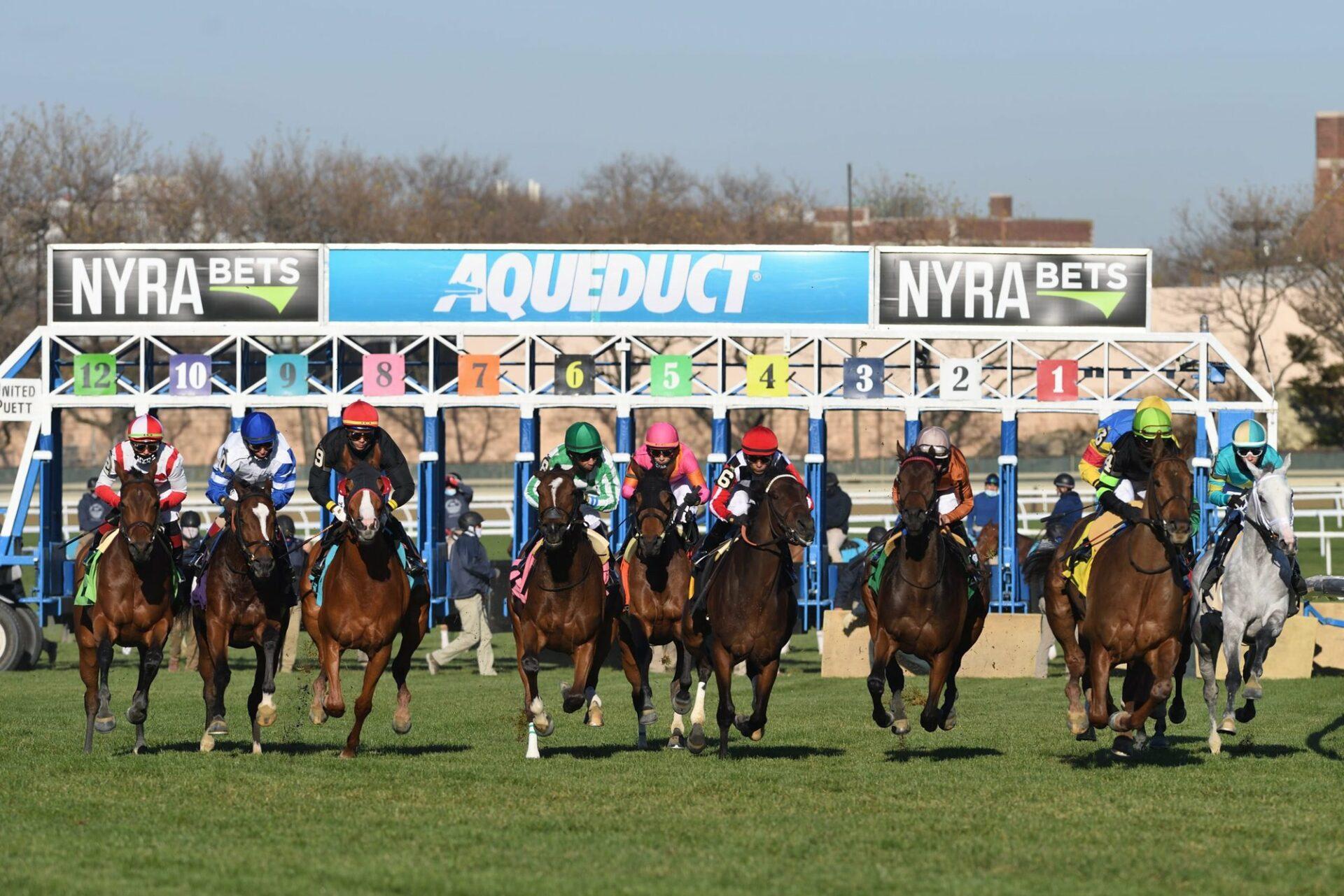 Horses leave gate on Aqueduct turf