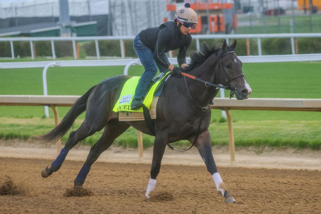 Horse on a dirt track with a jockey