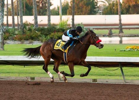 Straight Up G is a likely favorite in the Sunland Park Derby